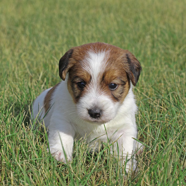 Jack Russell puppies for sale Alberta