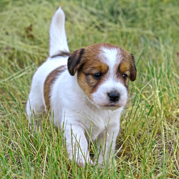 Jack Russell puppies for sale Alberta