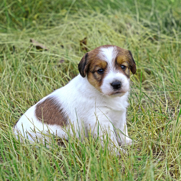 Jack Russell puppies for sale Alberta