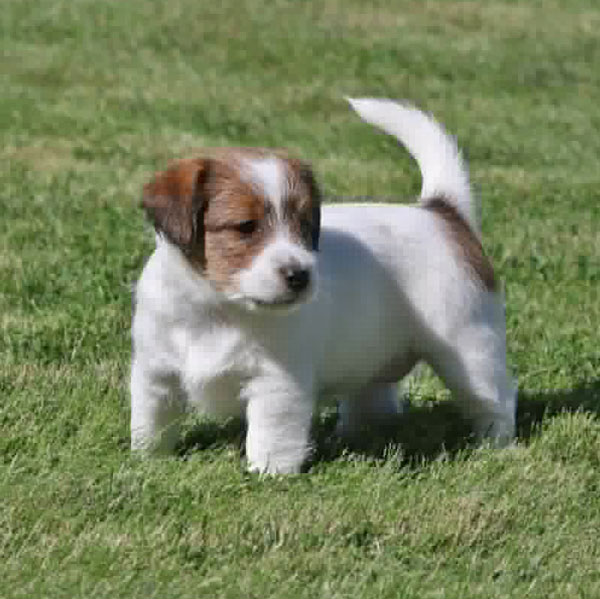 Jack Russell puppies for sale Alberta