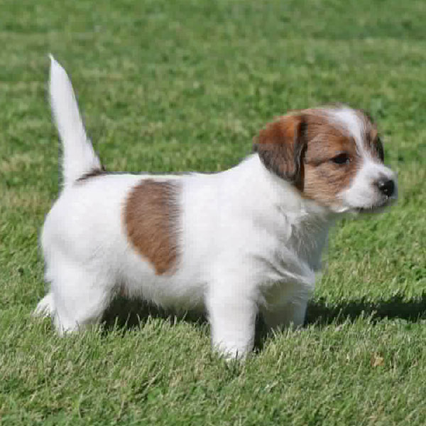 Jack Russell puppies for sale Alberta