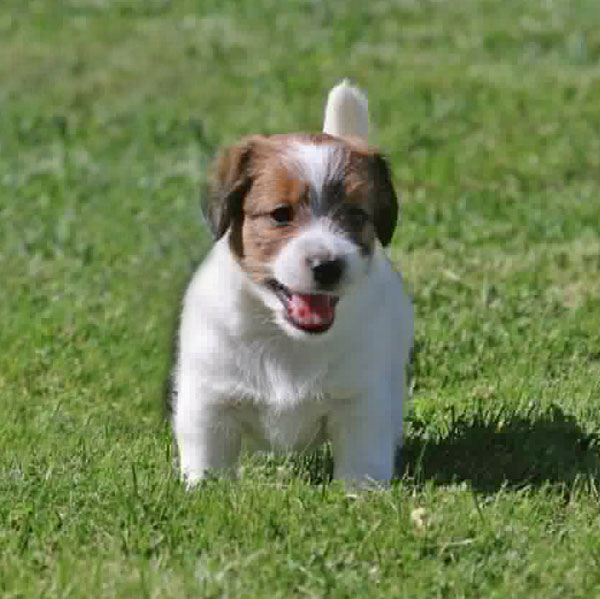 Jack Russell puppies for sale Alberta