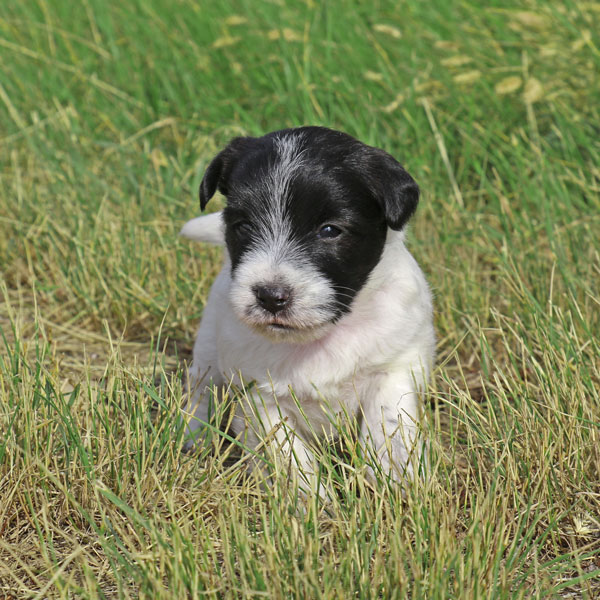 Jack Russell puppies for sale Alberta