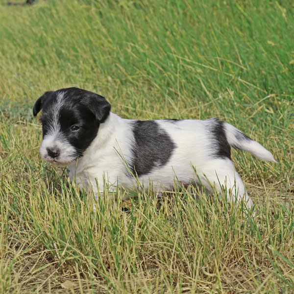 Jack Russell puppies for sale Alberta
