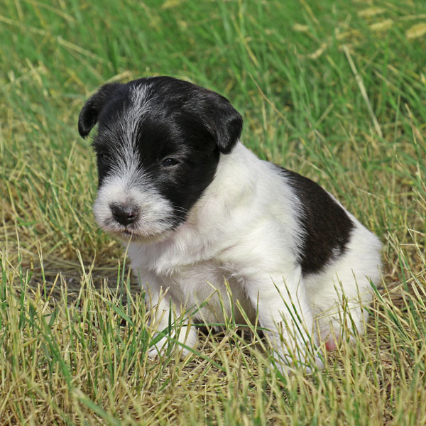 Jack Russell puppies for sale Alberta