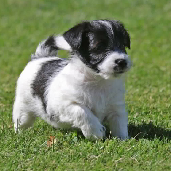 Jack Russell puppies for sale Alberta