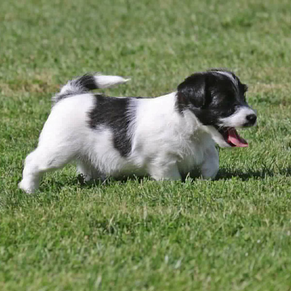Jack Russell puppies for sale Alberta