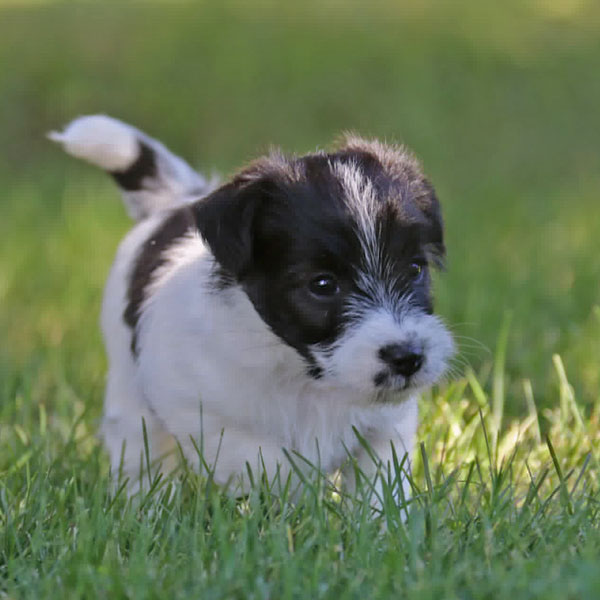 Jack Russell puppies for sale Alberta