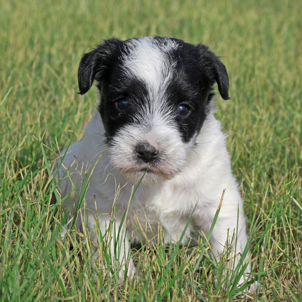 Jack Russell puppies for sale Alberta