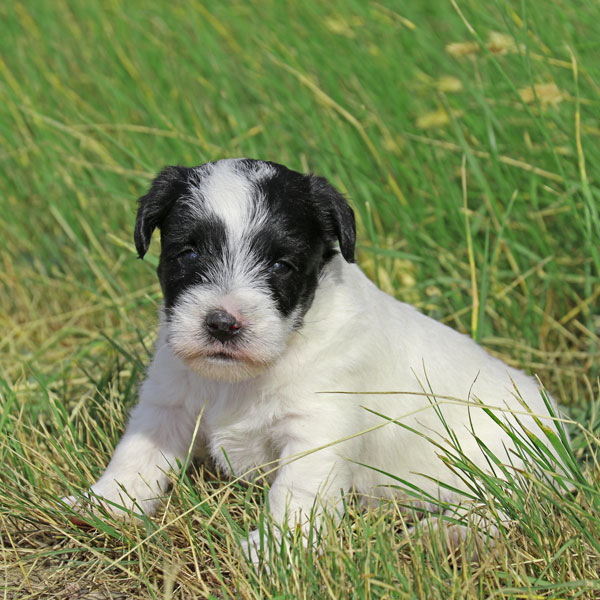 Jack Russell puppies for sale Alberta