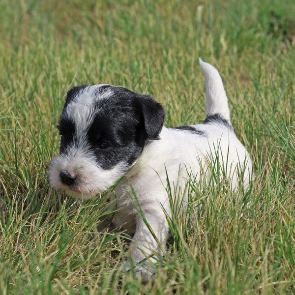 Jack Russell puppies for sale Alberta