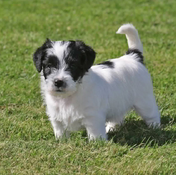 Jack Russell puppies for sale Alberta