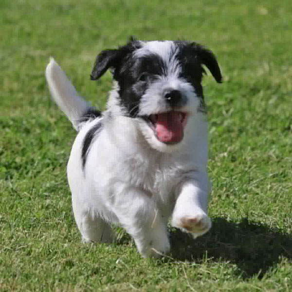 Jack Russell puppies for sale Alberta