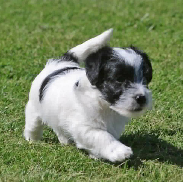Jack Russell puppies for sale Alberta