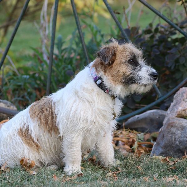 Anna Female Jack Russel Terrier