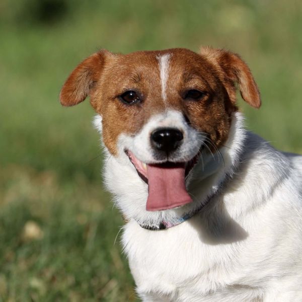 Jack Russel Terrier