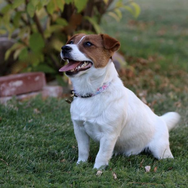 Jack Russel Terrier