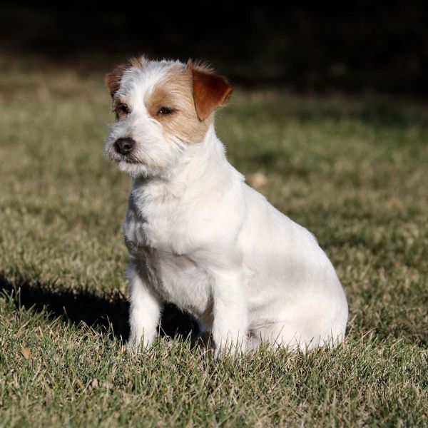 Jack Russel Terrier