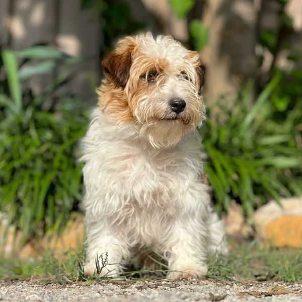 James Male Jack Russel Terrier