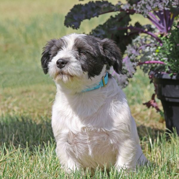 Junior Male Jack Russel Terrier