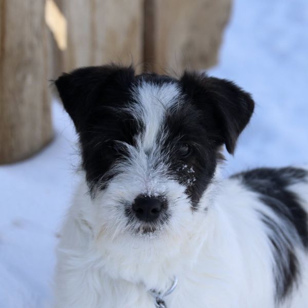 Junior Male Jack Russel Terrier