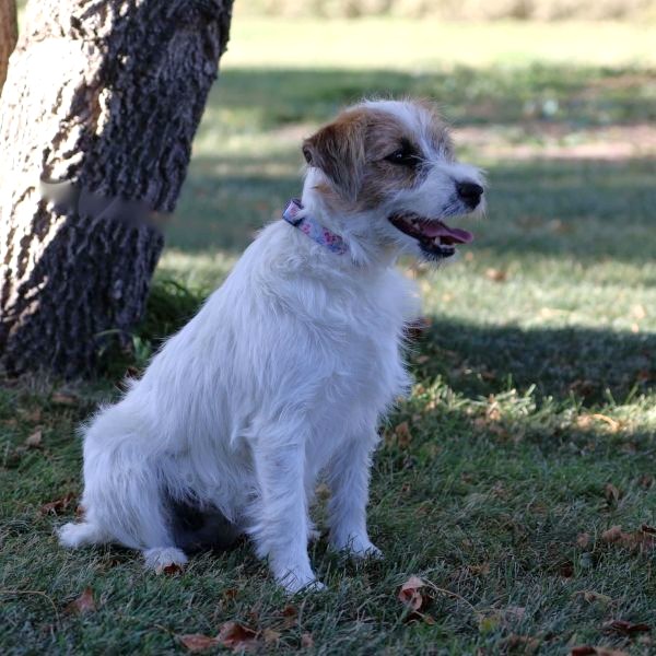 Kelly Female Jack Russel Terrier