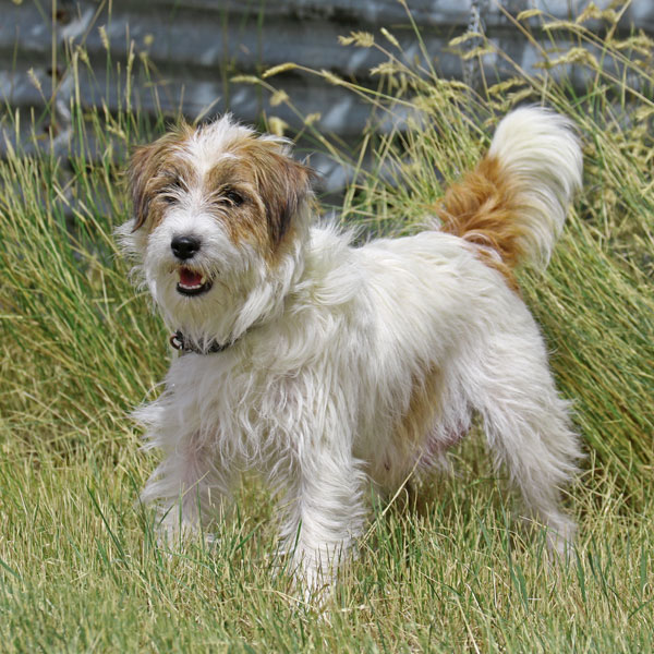 Kelly Female Jack Russel Terrier