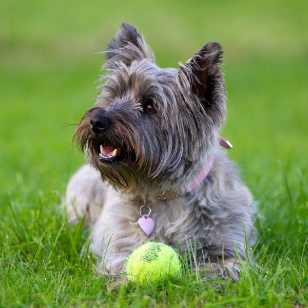 Lucy Female Cairn Terrier