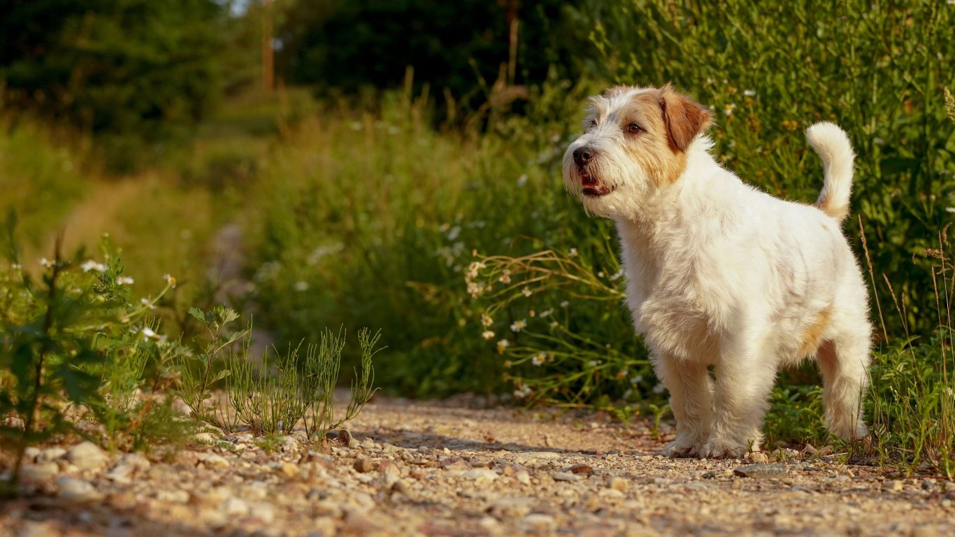 Jack Russel Terrier