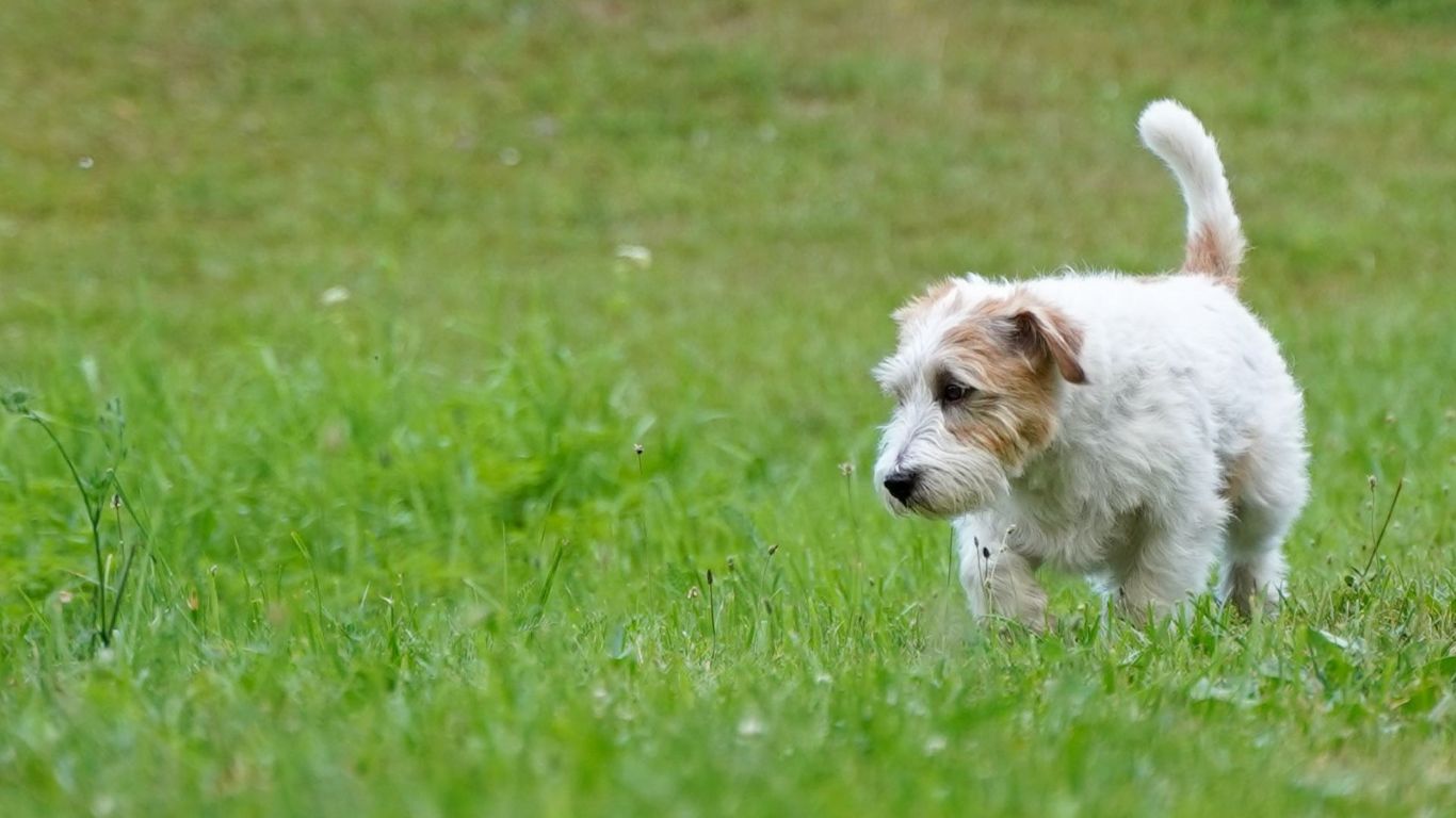 Jack Russel Terrier