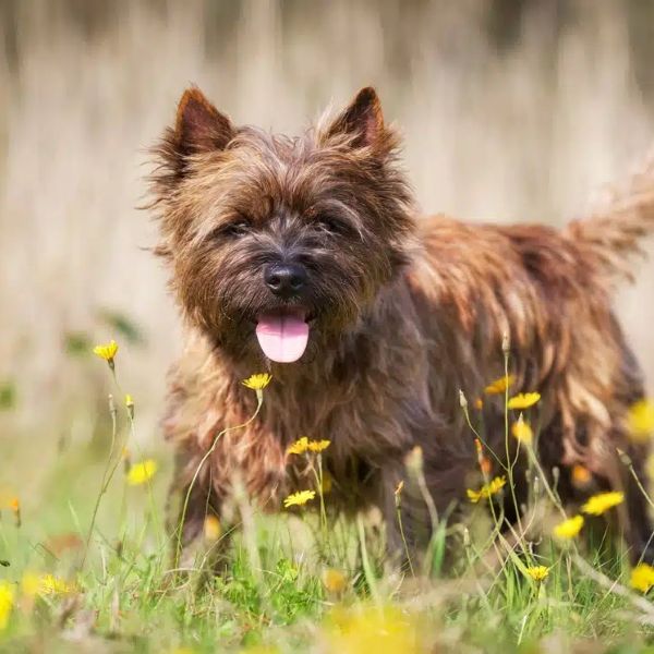 Desi Female Cairn Terrier