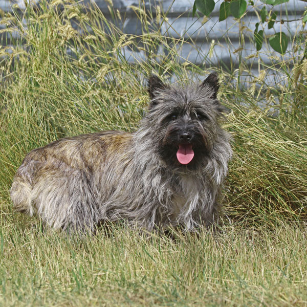 Lucy 2