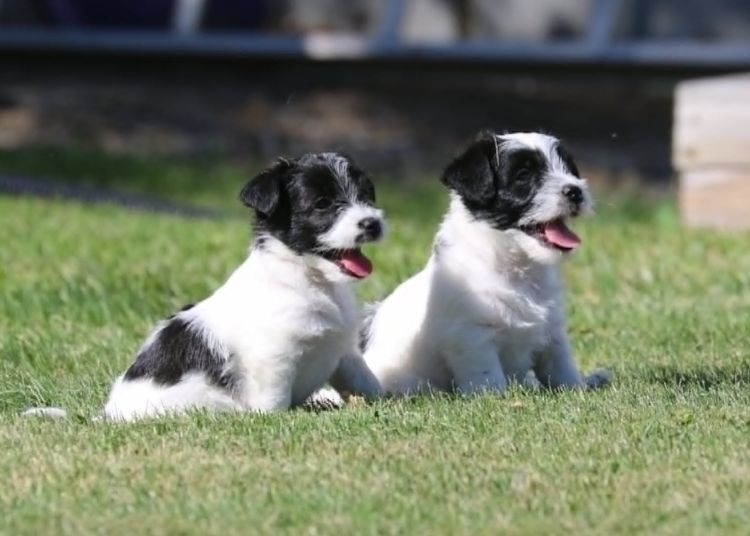 Russel Terrier Puppies