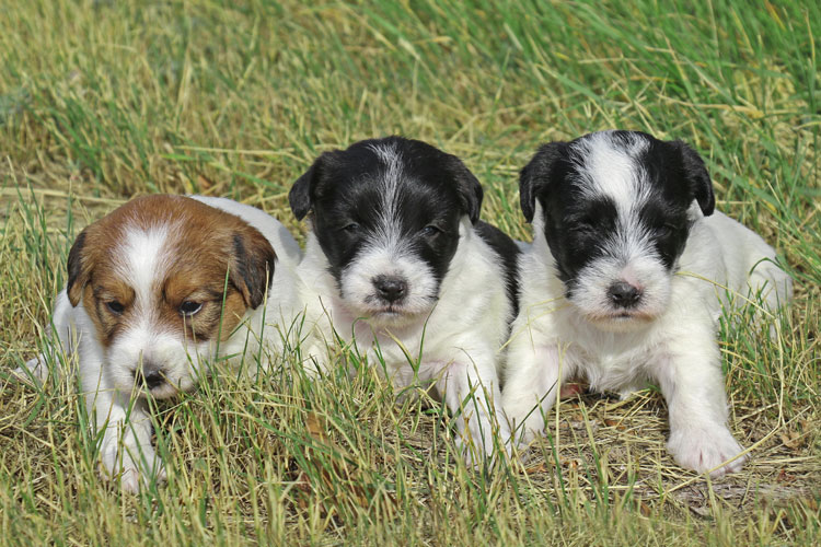 Three Jack Russel Terrier Puppies